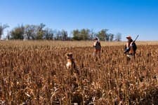 Faulkton South Dakota Pheasant Hunting | Faulkton, SD image 2