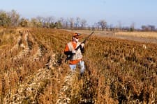 Faulkton South Dakota Pheasant Hunting | Faulkton, SD image 4