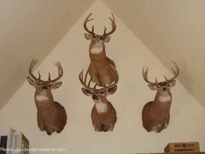 Meadow Creek Pheasant Camp image 12